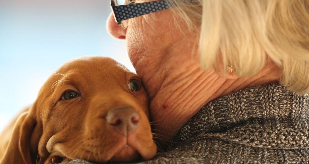 Here are the 10 breeds of snuggly dog that make great companions for
